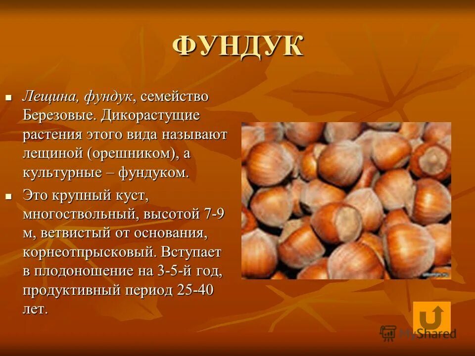 лесной орешник лещина. орешник это дикорастущее растение. описать орешник. лещина обыкновенная стебель. фундук (лещина обыкновенная).