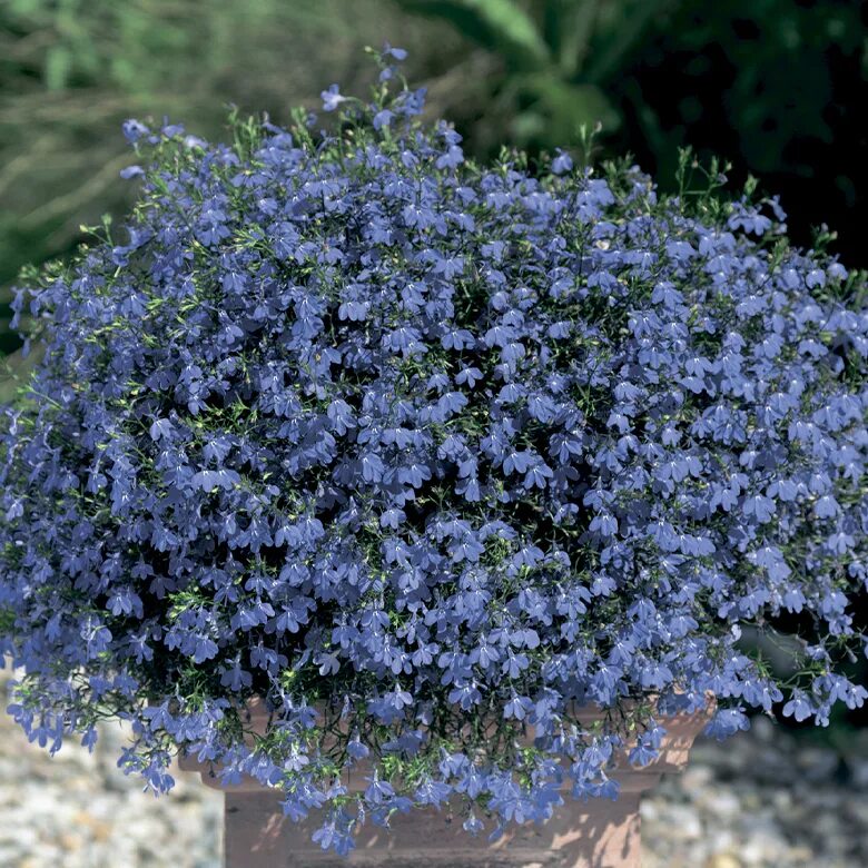 Crystal Palace Lobelia Giardino blu, Bellissimi fiori, Giardinaggio da favola