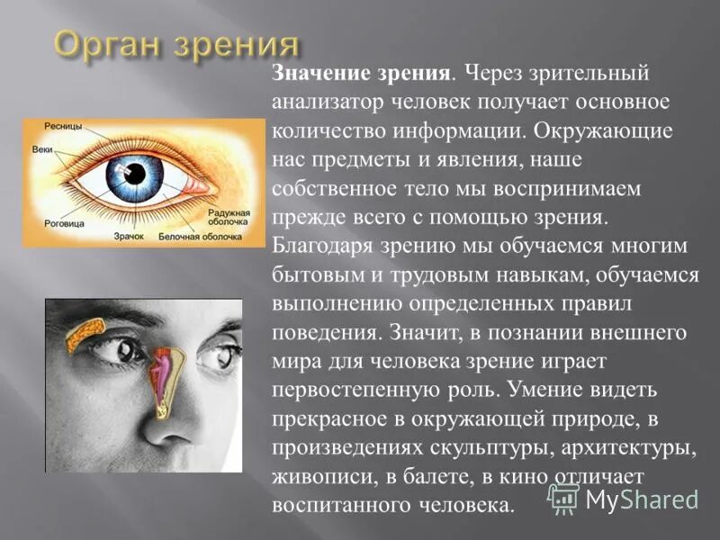Реферат на тему глаза. Доклад на тему органы чувств человека 3 класс окружающий мир глаза. Доклад на тему глаз. Глаза орган зрения сообщение. Презентация на тему глаза человека.