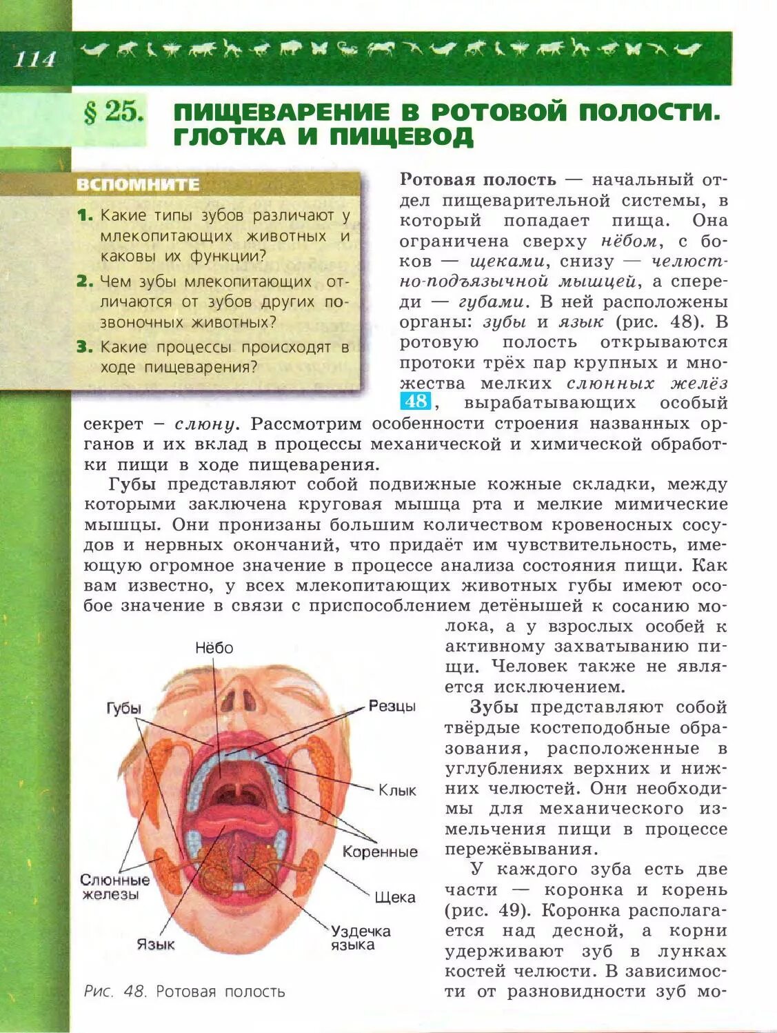 Строение ротовой полости 8 класс биология. Пищеварительная система учебник по биологии. Строение ротовой полости биология. Ротовая полость биология 8 класс. Пищеварительная система полости рта