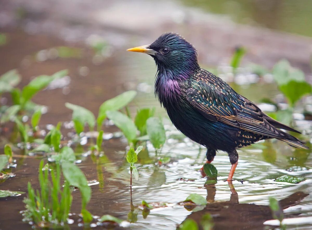 Обыкновенный скворец. Sturnus vulgaris. Скворец обыкновенный фото. Золотой скворец