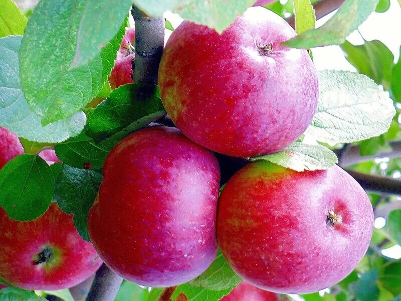 В саду где растут яблоки 2 сортов. Яблоня сорт райка. Яблоня Райские яблочки. Райские яблочки сорт. Райская яблоня сорт камео.