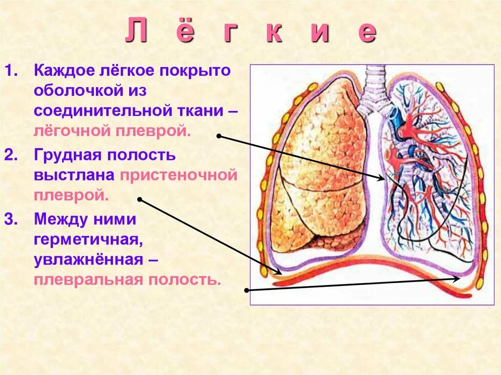 Слой покрывающий легкие. Лёгкие человека строение плевра. Строение легких плевральная полость. Строение лёгких плевра. Сттроенип лёгких.