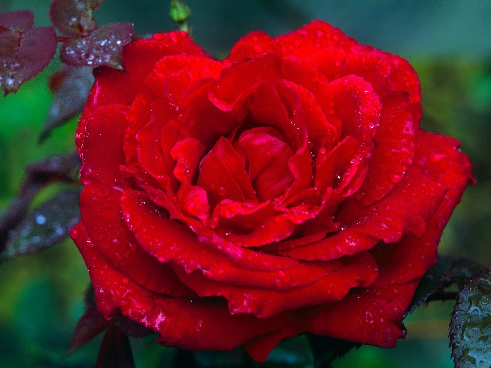 Разгадывать розы. Красные розы. Розы в природе. Розы в дикой природе. Розы красные в природе.