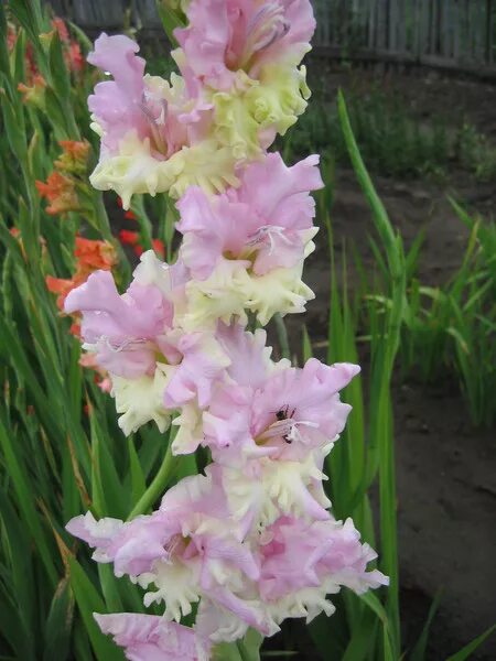 гладиолус бабочка