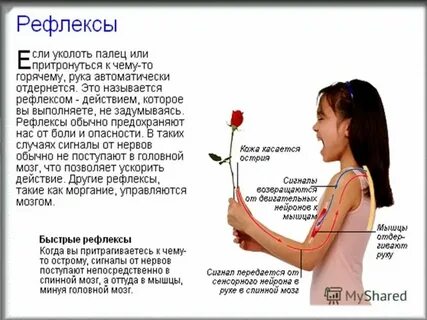 Роль рефлексов в жизни человека