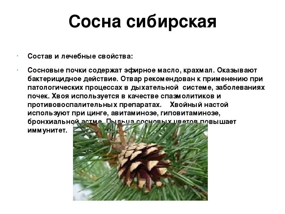 Сообщение о хвойном растении. Сосна Сибирская хвоинки. Хвоинки дерева сосна Кедровая. Представители хвойных голосеменных растений. Сосна свойства голосеменных.