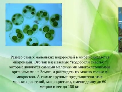В целях охраны водорослей необходимым является