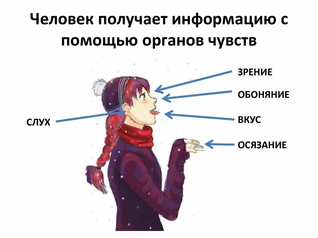 Человек получает информацию с помощью органов