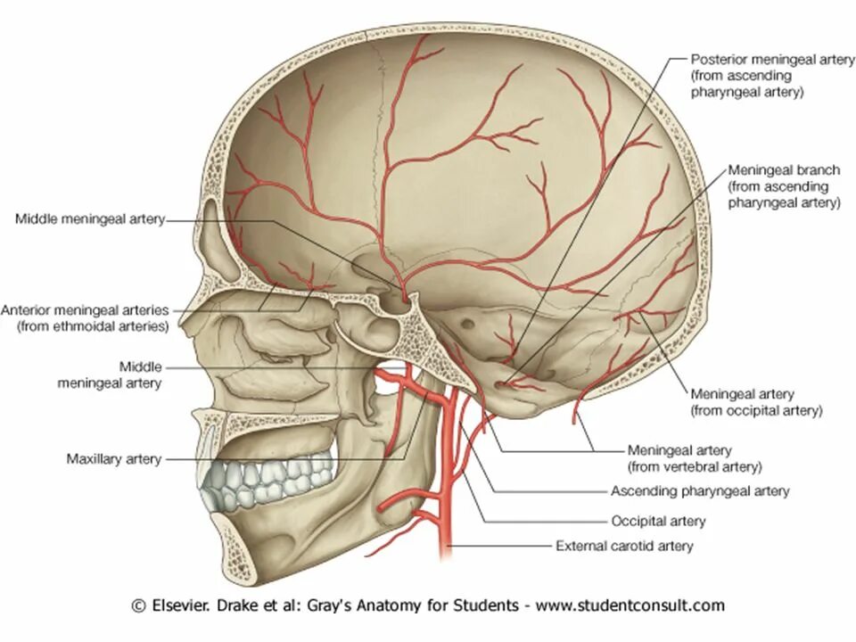 Передняя менингеальная артерия. Менингеальные оболочки головного мозга. Средняя менингеальная артерия.