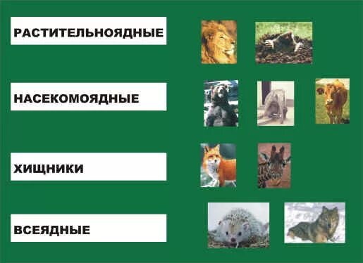 Плотоядные относятся. Хищники растительноядные всеядные животные. Группа плотоядных животных. Травоядные плотоядные и всеядные животные. Распределить животных по группам.