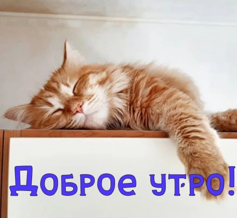 Ответы Mail.ru: а хочешь я заплету тебе косички?