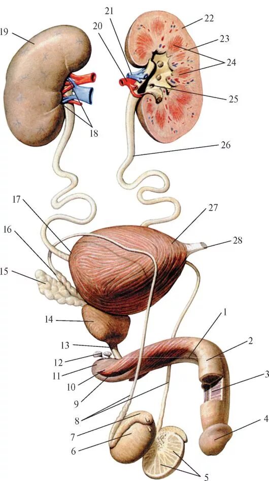 Половые органы мочевой системы. Анатомия мужской мочеполовой системы. Мужская половая/система анатомия строение. Мочеполовой аппарат мужчины вид спереди и справа. Половая и мочевая система мужчины.