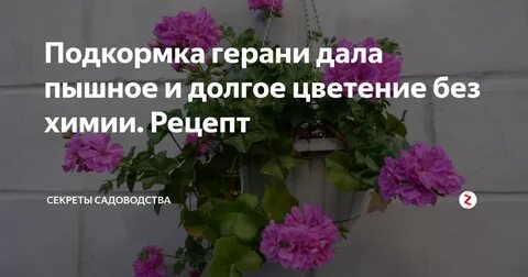 Подкормка пеларгонии для обильного цветения