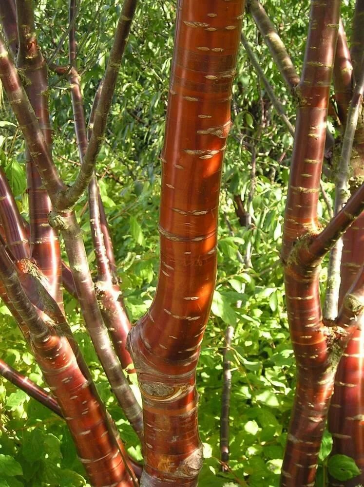 Береза черная Betula nigra 400+ 10-12 грунт от компании Эко Сад купить в городе 