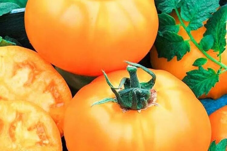 Vegetable Tomato Seeds - Vegetable Seeds for sale online - Vegetable Seeds Irela