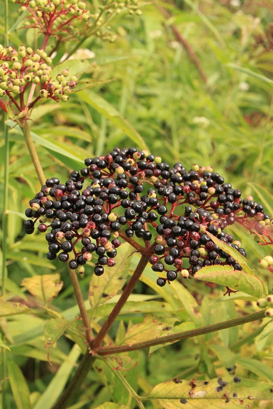 Бузина чёрная. Бузина Sambucus. Бузина Лесная. Бузина обыкновенная Лесная. Бузина съедобная