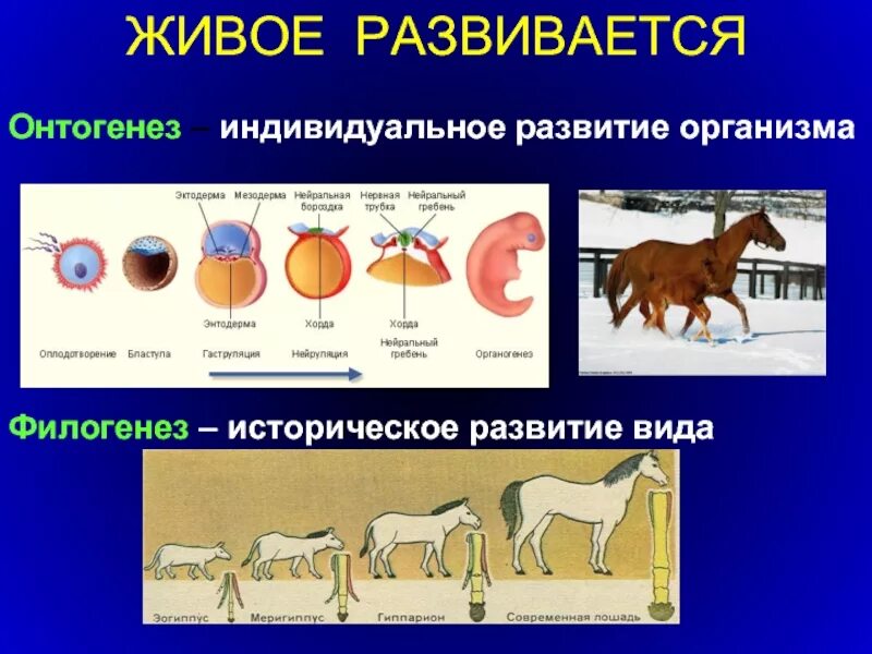 Этапы развития живого организма. Онтогенез и филогенез. Филогенез это развитие. Филогенез - историческое развитие организма. Онтогенез, филогенез, Актогенез..