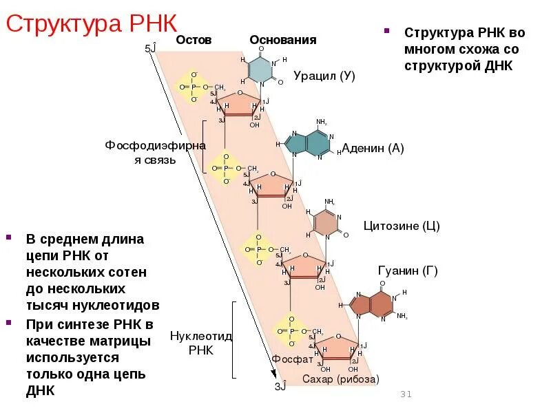 Строение мономера рнк. Структура молекулы рнк. состав и строение рнк. структура рнк кратко. схема строения рнк.