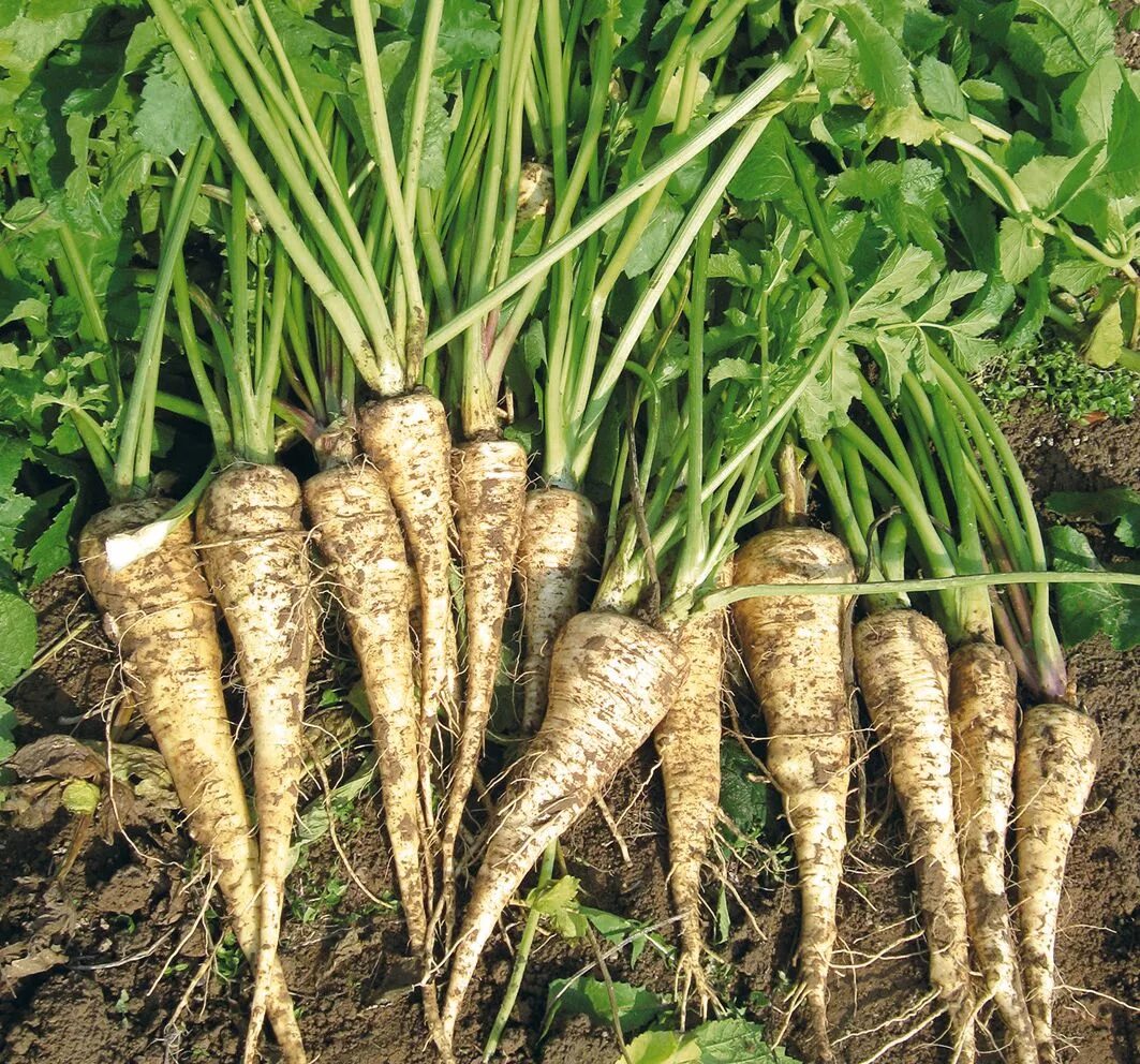 Белые коренья