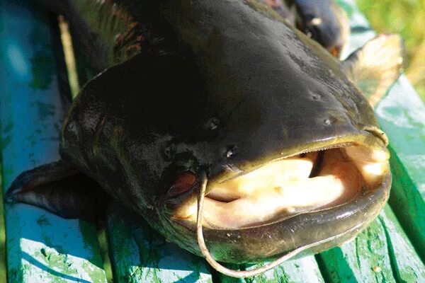Есть ли у сома зубы. Есть ли у сома зубы. Валлаго атту. Есть ли у сома зубы. Сом валлаго.