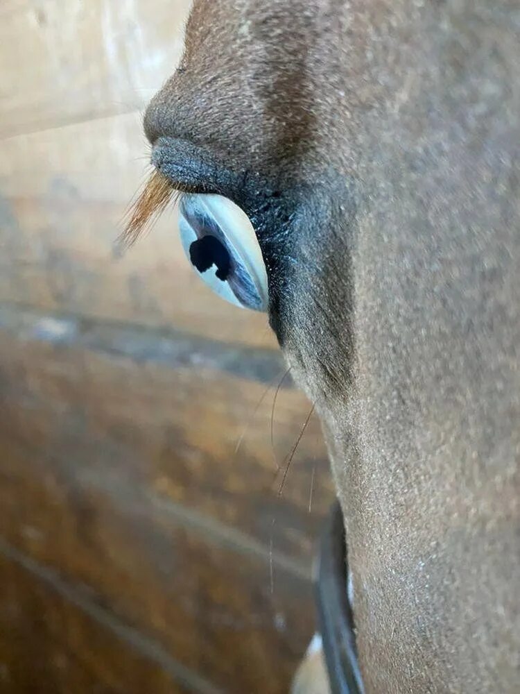Глаз лошади. Лошадь с голубыми глазами. Конь без глаз. Лошадь без глаз. Сует лошади