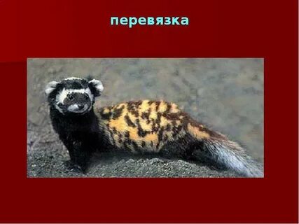 Перевязка занесена в красную книгу или нет