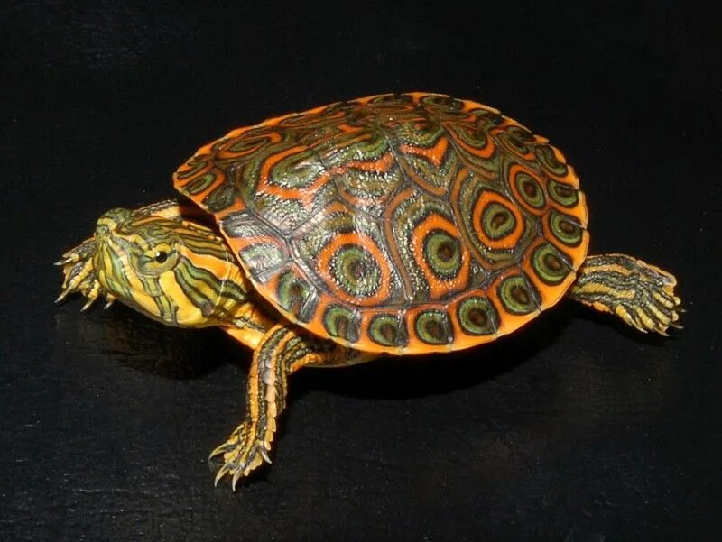 Черепахи домашние. Belize Slider Turtle. Turtle Ears. Купить чучело океанской черепахи.