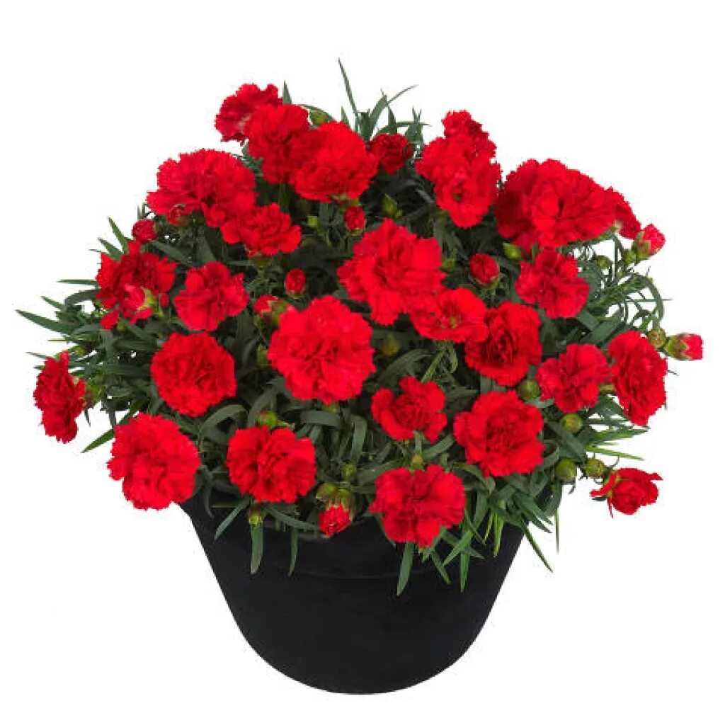 Купить ампельные гвоздики. Гвоздика Sunflor. Гвоздика Dianthus Sunflor Red bull. Гвоздика ампельная Red. Гвоздика Санфлор Аллюра.