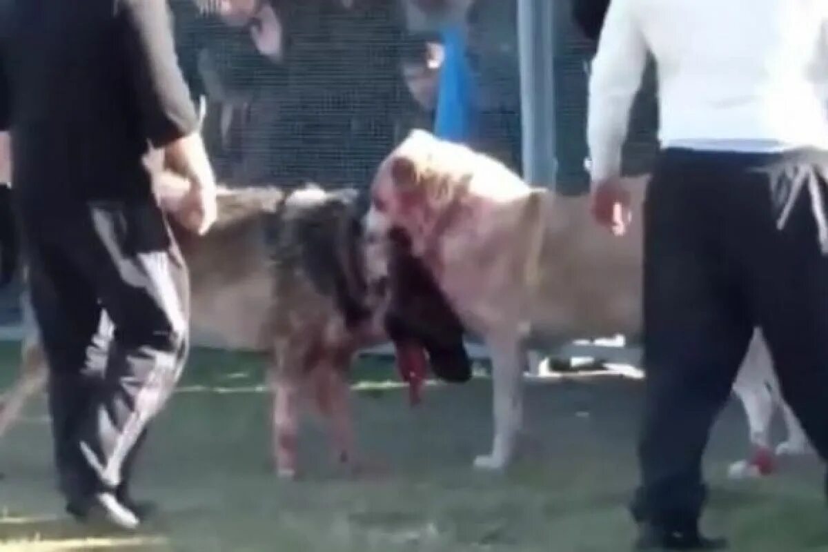 Волкодавы карачаево-черкесия. Аланский дог и волкодав смесью. Северо кавказский волкодав бой. Щенки кавказской чёрной овчарки. Собачьи бои кавказских волкодавов.