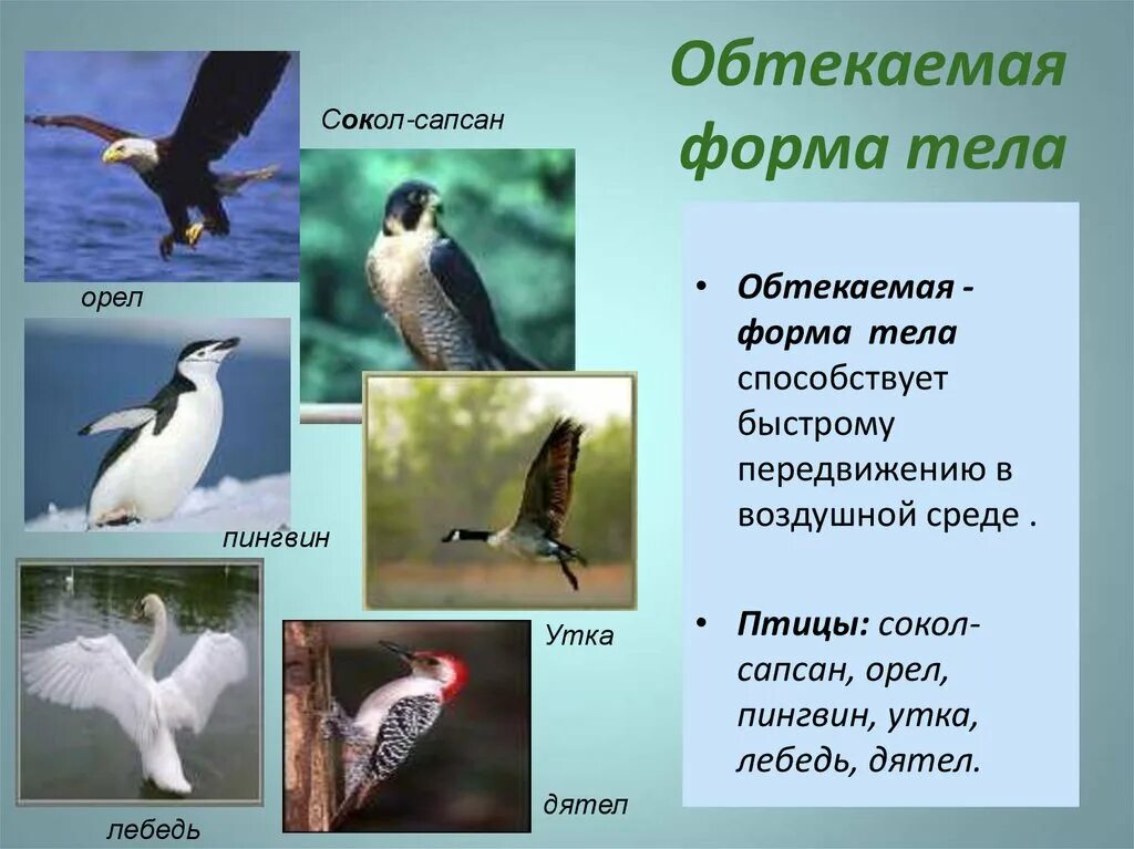 Приспособления к хищничеству у животных. Приспособительные особенности строения животных. Никольскому, 1974) :. Таблица одноклеточные и многоклеточные организмы 5 класс биология. Одноклеточные и многоклеточные организмы 6 класс биология.