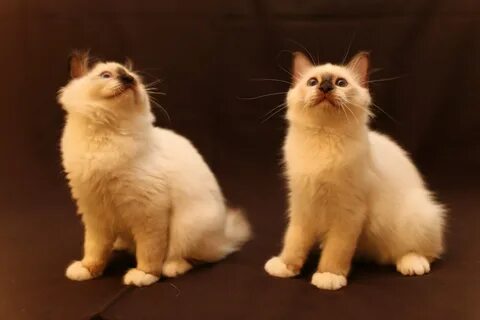 Котик в москве