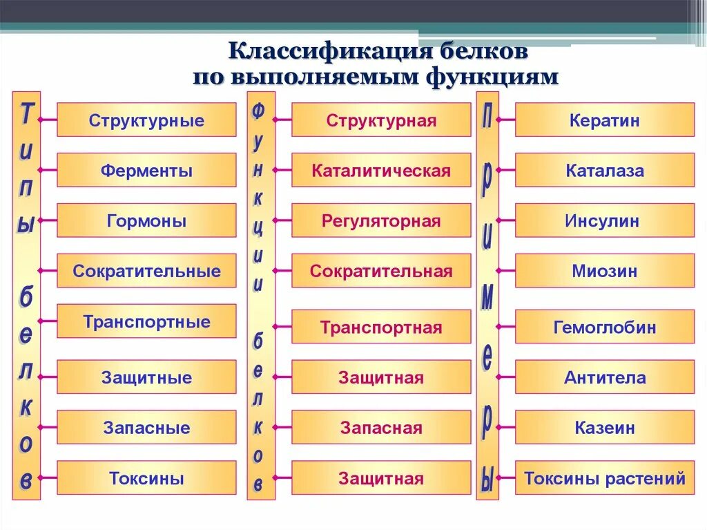 Функция структурная транспортная. Классификация и биологические функции белков. Классификация белков по их биологическим функциям. Классификация белков по функциям с примерами. Классификация белков по функциям таблица.