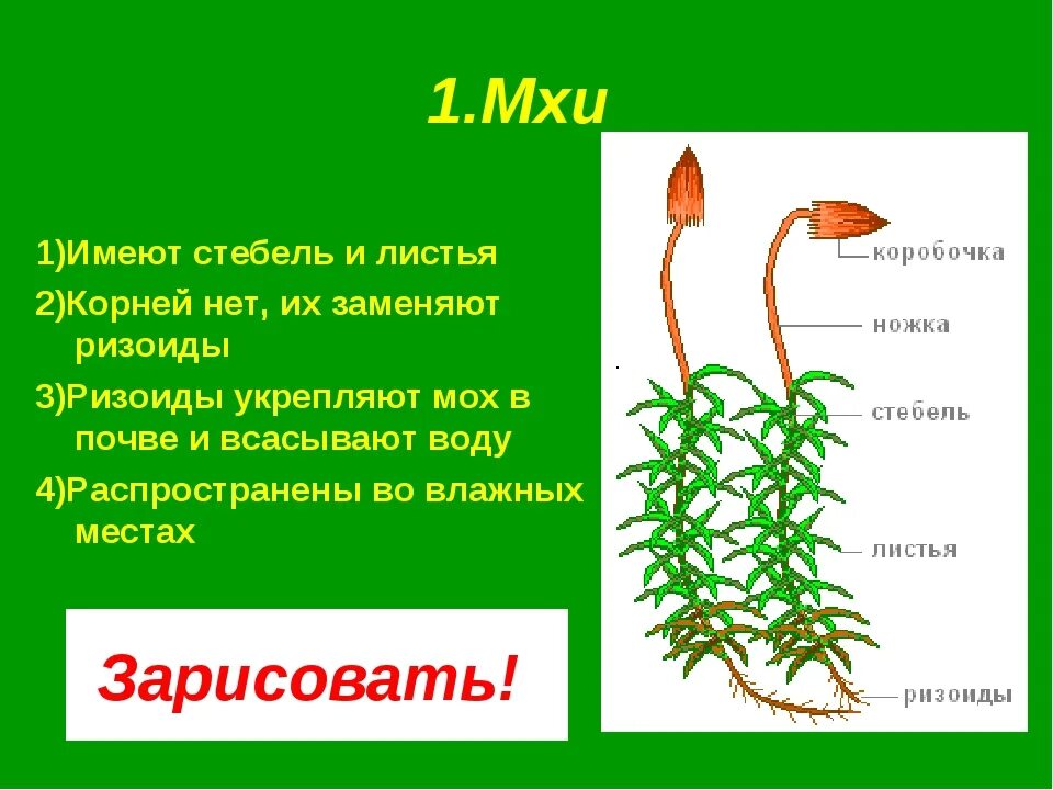 Будет ли корни 3. Моховидные ризоиды. Мох сфагнум ризоиды. Сфагнум стебель и листья. Листа, стебля и ризоидов Кукушкина льна.