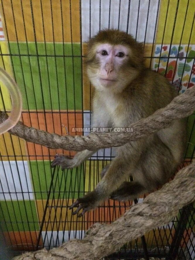 Капуцин обезьяна домашняя. Содержание обезьян. Обезьяна домашняя. Домашние обезьянки. Домашняя обезьянка.