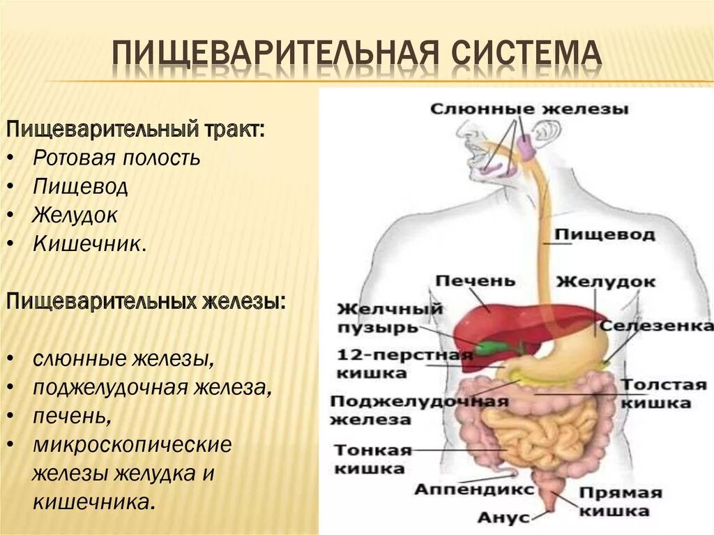 Желудок и полость рта. Система органов пищеварения пищеварительный канал рисунок. Схема работы пищеварительной системы. Функции органов пищеварительной системы человека таблица. Система органов пищеварения функции.