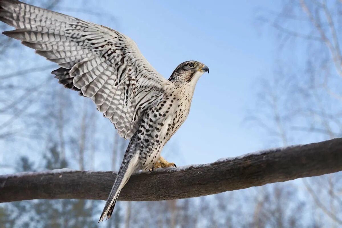 Сафари парк в кочкуровском районе. Ястреб тетеревятник albidus. Фигурка safari ltd гарпия 100078. Сокол сапсан на охоте. Туркестанский балобан.