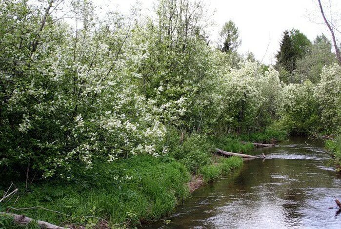 черемуха озеро омск. цветет черемуха в поле у ручья. цветет черемуха в поле у ручья. цветет черемуха в деревне река. черемуха и калина.