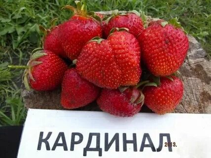 Кардинал клубника описание сорта фото отзывы садоводов