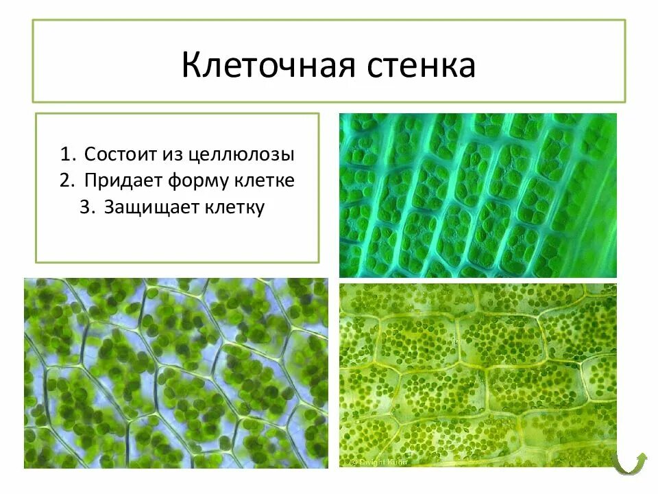 Стенка растительной клетки состоит из. Целлюлозная клеточная стенка. Клеточная стенка из целлюлозы. Клеточная стенка растений состоит из. Целлюлоза в клеточной стенке.