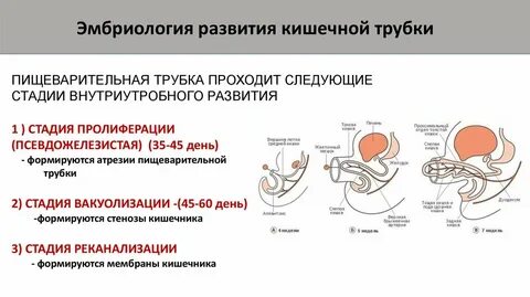 Процесс формирования органов