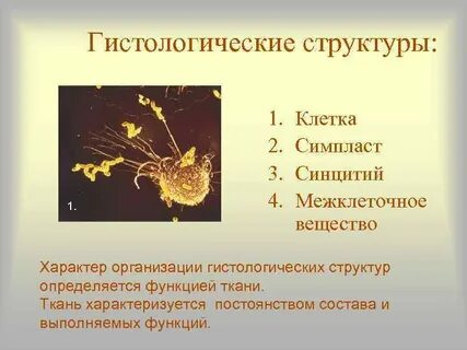 Симпласты межклеточное вещество