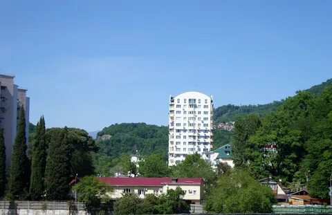 Хоста мамайка