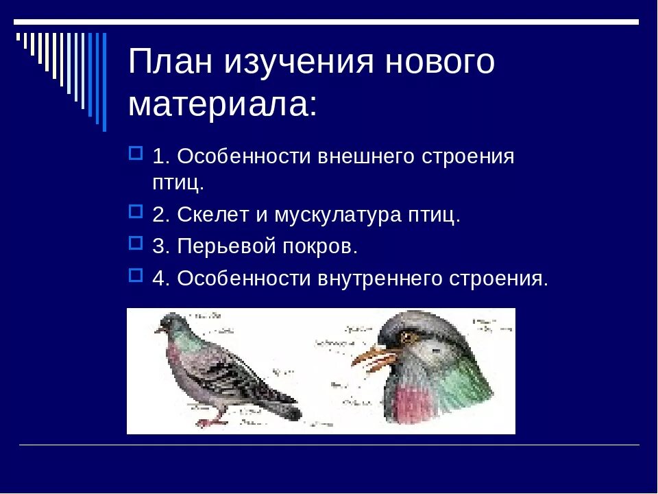 Что общего в организации птиц. Класс птицы внешнее строение 7 класс биология. Внешнее строение и перьевой Покров птиц. Класс птицы 7 класс биология строение. Внешнее строение птицы биология 7 класс.