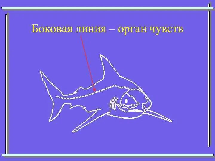 Особый орган чувств боковая линия. Боковая линия у рыб. Боковая линия орган чувств. Боковая линия у акул. Боковая линия у рыб функции.