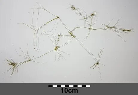 Рассмотрите изображение растений нителла тюльпан клевер луговой