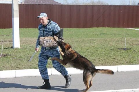 Черноземье кинологический воронеж