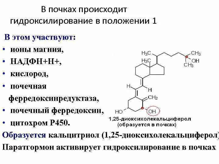 Кальцитриол инструкция. Холекальциферол (образуется из 7-дегидрохолестерола в коже). Гидроксилирование витамина д3 происходит в. Образование кальцитриола из витамина д3. Синтез кальцитриола биохимия.