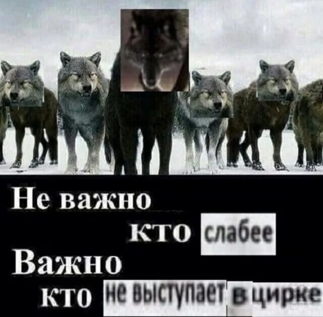 Ненавижу волков. Цитаты волка. Цитаты Волков. Цитаты про Волков смешные. Цитаты волка смешные.