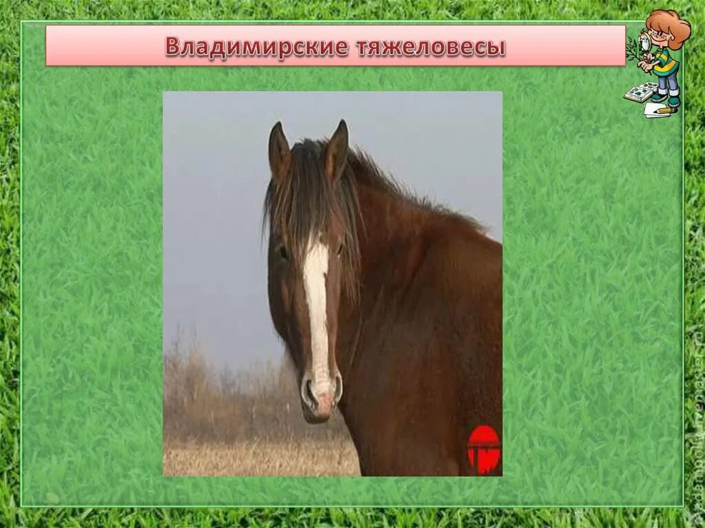 Животноводство в нашем крае 4 класс. Животноводство во владимирской области 4 класс. животноводство в нашем крае окружающий мир четвёртый класс. окр мир животноводство в нашем крае 4 класс.